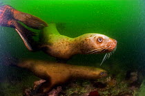 Steller sea lions (Eumetopias jubatus), Alaska, United States, North Pacific Ocean.
