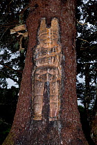 Traditional living-tree totem carving, Mount Roberts Tramway, 550m above the city, Juneau, Alaska, United States.