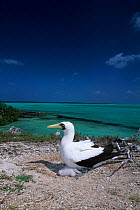 Masked booby (Sula dactylatra) with chick, Aldabra Atoll, Natural World Heritage Site, Seychelles, Indian Ocean.