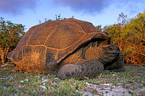 Giant tortoise (Geochelone gigantea), Aldabra Atoll, Natural World Heritage Site, Seychelles, Indian Ocean.