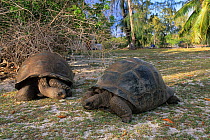 Giant tortoises (Geochelone gigantea), Aldabra Atoll, Natural World Heritage Site, Seychelles, Indian Ocean.