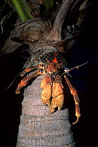 Coconut crab (Birgus latro) on a palm trunk,  Aldabra Atoll, Natural World Heritage Site, Seychelles, Indian Ocean.