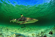 Blacktip reef shark (Carcharhinus melanopterus), Aldabra Atoll, Natural World Heritage Site, Seychelles, Indian Ocean.