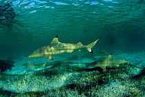 Blacktip reef shark (Carcharhinus melanopterus), Aldabra Atoll, Natural World Heritage Site, Seychelles, Indian Ocean.