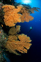 Gorgonian fan (Subergorgia mollis) with scuba diver in background, Aldabra Atoll, Natural World Heritage Site, Seychelles, Indian Ocean.