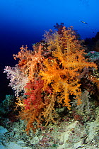 Soft coral (Dendronephthya), Aldabra Atoll, Natural World Heritage Site, Seychelles, Indian Ocean.