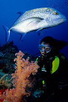Blue-fin trevally (Caranx melampygus) and scuba diver with soft coral (Dendronephthya), Aldabra Atoll, Natural World Heritage Site, Seychelles, Indian Ocean.