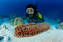 Scuba diver and sea cucumber (Thelenota ananas), Aldabra Atoll, Natural World Heritage Site, Seychelles, Indian Ocean.