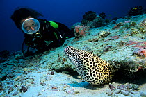 Scuba diver with honeycomb moray eel (Gymnothorax favagineus) at burrow, Aldabra Atoll, Natural World Heritage Site, Seychelles, Indian Ocean.