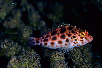 Spotted hawkfish (Cirrhitichthys oxycephalus), Aldabra Atoll, Natural World Heritage Site, Seychelles, Indian Ocean.