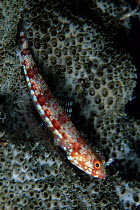 Variegated lizardfish (Synodus variegatus), Aldabra Atoll, Natural World Heritage Site, Seychelles, Indian Ocean.