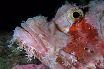 Tasseled scorpionfish (Scorpaenopsis oxycephala), Aldabra Atoll, Natural World Heritage Site, Seychelles, Indian Ocean.