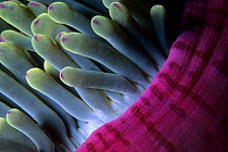 Magnificent sea anemone (Heteractis magnifica), Aldabra Atoll, Natural World Heritage Site, Seychelles, Indian Ocean.