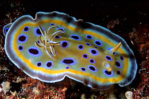 Nudibranch (Goniobranchus geminus), Aldabra Atoll, Natural World Heritage Site, Seychelles, Indian Ocean.