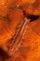 Flatworm (Maiazoon orsaki) on sponge, Aldabra Atoll, Natural World Heritage Site, Seychelles, Indian Ocean.