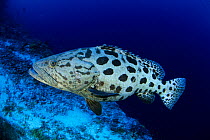 Potato cod grouper (Epinephelus tukula), Aldabra Atoll, Natural World Heritage Site, Seychelles, Indian Ocean.