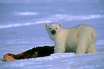 Polar bear (Ursus maritimus) cub eating seal, Lancaster Sound, Nunavut, northern Baffin Island, Canada, Arctic.
