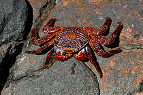 Red rock crab (Grapsus grapsus), Los Islotes, Sea of Cortez, Baja California peninsula, Mexico, East Pacific Ocean.