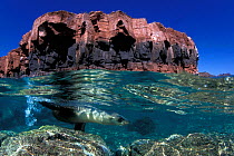 California sea lion (Zalophus californianus) swimming near island out of La Paz, Sea of Cortez, Baja California peninsula, Mexico, East Pacific Ocean.