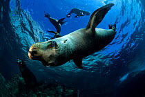 California sea lion (Zalophus californianus), Los Islotes, Sea of Cortez, Baja California peninsula, Mexico, East Pacific Ocean.