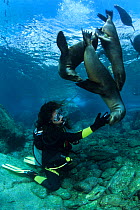 Scuba diver with California Sea Lions (Zalophus californianus), Los Islotes, Sea of Cortez, Baja California peninsula, Mexico, East Pacific Ocean.