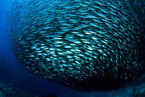 Pacific flatiron herring (Harengula thrissina) bait ball, Sea of Cortez, Baja California peninsula, Mexico, East Pacific Ocean.
