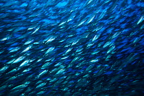 Pacific flatiron herring (Harengula thrissina) bait ball, Sea of Cortez, Baja California peninsula, Mexico, East Pacific Ocean.