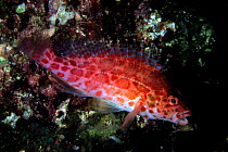 Coral hawkfish (Cirrhitichthys oxycephalus), Sea of Cortez, Baja California peninsula, Mexico, East Pacific Ocean.
