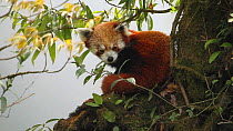 Red panda (Ailurus fulgens) resting in a tree, Sikkim, India.