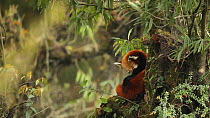 Red panda (Ailurus fulgens) grooming in a tree, Sikkim, India.
