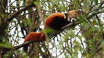 Red panda (Ailurus fulgens) resting in a tree, Sikkim, India.