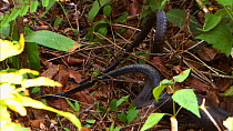 Two King cobras (Ophiophagus hannah) with their tails entwined during mating, Agumbe, Karnartaka, India.