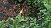 Two male King cobras (Ophiophagus hannah) fighting, Agumbe, Karnartaka, India.