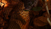 Close up of King cobra (Ophiophagus hannah) cannibalism, male swallowing a female, Agumbe, Karnartaka, India.