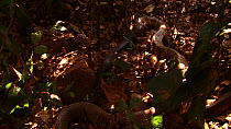 King cobra (Ophiophagus hannah) cannibalism, male swallowing a female, Agumbe, Karnartaka, India.