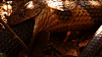 Close up of King cobra (Ophiophagus hannah) cannibalism, male swallowing a female, Agumbe, Karnartaka, India.
