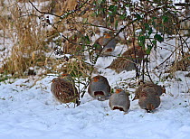 Grey partridges (Perdix perdix) in snow, Norfolk, UK, January.