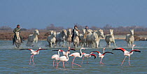 Greater flamingos (Phoenicopterus roseus) with Camargue white horses being herded behind. Camargue, France, February 2013.