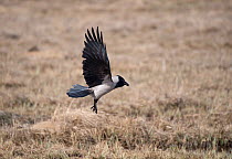 Hooded crow (Corvus cornix) taking off, Finland, April.