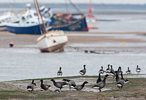 Brent geese (Branta bernicla) feeding in tidal creek at low tide, Brancaster, Norfolk, UK, April 2014.