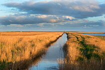 Main drain (new cut) Cley Marshes, Norfolk Wildlife Trust Reserve, Norfolk, UK, April 2014.
