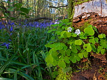 Common wood sorrel (Oxalis acetosella) and Bluebells on woodland floor. Foxley Wood National Nature Reserve, Norfolk, UK, April 2014.