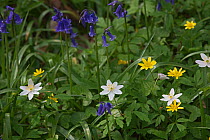 Bluebells (Hyacinthoides non-scripta), Lesser celandine (Ranunculus ficaria) and Greater stitchwort (Stellaria holostea) Foxley Wood, Norfolk, UK, April 2014.