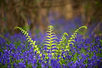 Fern growing among Bluebells (Hyacinthoides non-scripta) Foxley Wood, Norfolk, UK, April.