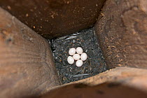 Eurasian pygmy owl (Glaucidium passerinum) eggs inside nest box, Finland, April.