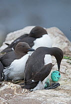 Common guillemots / Common murres (Uria aalge) with eggs, Inner Farne, Farne Islands, Northumberland, UK, May.