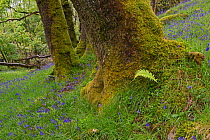 Bluebells (Hyacinthoides non-scripta) in ancient oak woodland on the shores of Loch Lomond, Tayside, Scotland, May 2014.