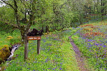 Stream and path through woodland with Bluebells (Hyacinthoides non-scripta) Inversnaid RSPB Reserve on shores of Loch Lomond, Scotland, May 2014.