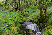Waterfall and Bluebells (Hyacinthoides non-scripta) in woodland. Inversnaid RSPB Reserve on shores of Loch Lomond, Scotland, May 2014.