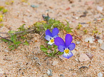 Wild pansy (Viola tricolor) growing in sand dune, Sands of Forvie National Nature Reserve, Aberdeenshire, Scotland, June.